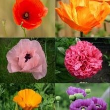 papaver zaaien