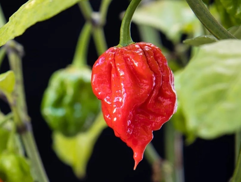 Carolina Reaper Peper Capsicum1 chinense Zaden Smaak