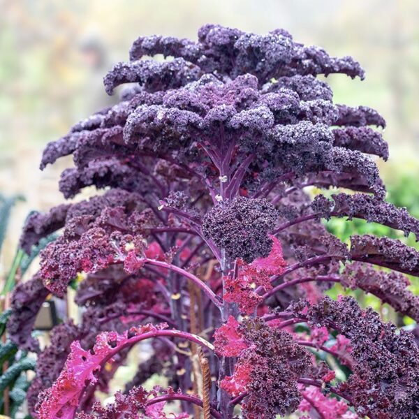 BIO Boerenkool 'Roter Grünkohl' - Brassica Oleracea Zaden