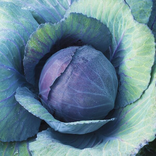 BIO Rode kool 'Langedijker Bewaar 2' - Brassica oleracea Zaden