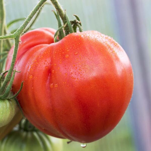 BIO Vleestomaat 'Coeur de Boeuf' - Solanum lycopersicum Zaden