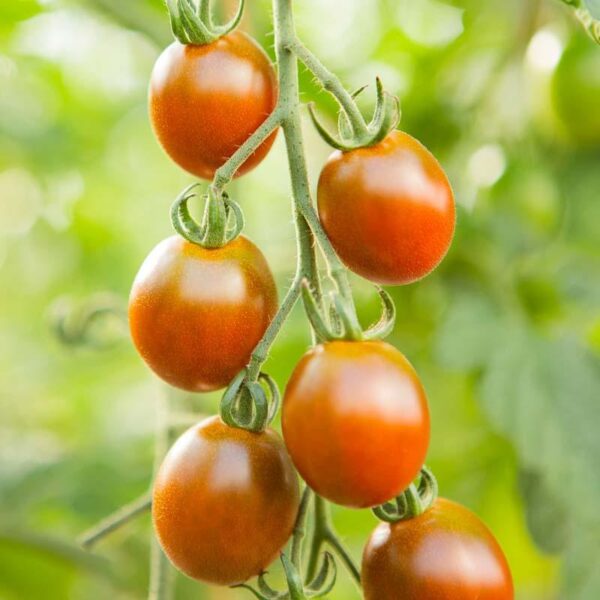 BIO Cherrytomaat Bronzy - Solanum lycopersicum Zaden