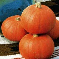 Pompoen 'Sun spot' V