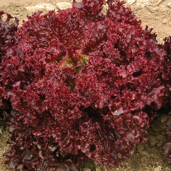 BIO Krulsla Lollo Rossa - Lactuca sativa Zaden