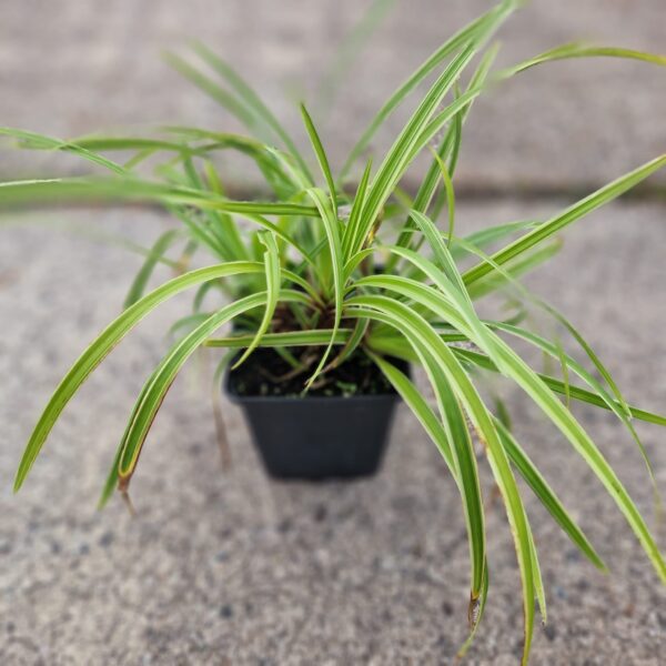 Bont siergras - Carex oshimensis Evergold