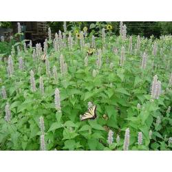 Dropplant - Agastache Foeniculum H. Zaden