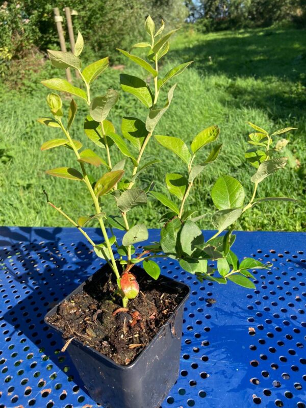 Blauwe bessen - vaccinium corymbosum 'Duke'