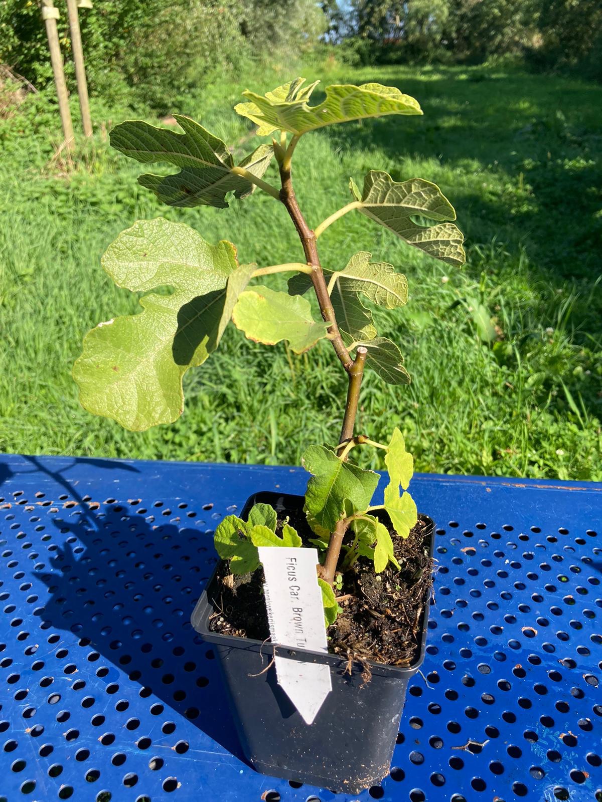 Vijg ficus “Brown turkey”