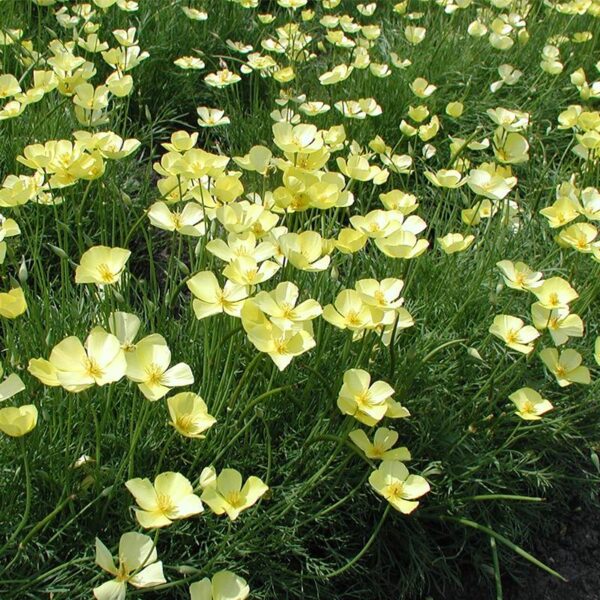 BIO Slaapmutsje Geel - Eschscholzia caespitosa Zaden