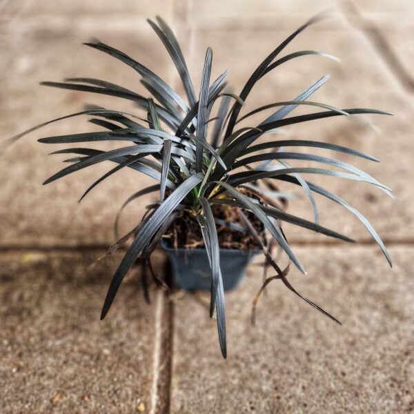 Ophiopogon planiscapus 'Niger' - zwart siergras