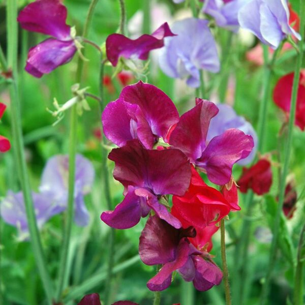 BIO Lathyrus - Lathyrus odoratus Zaden