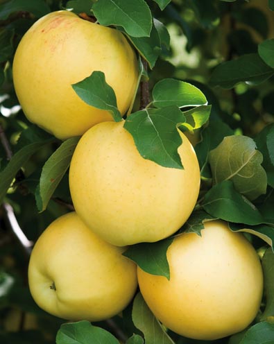 Appelboom Golden Delicious - Malus domestica 'Golden Delicious'