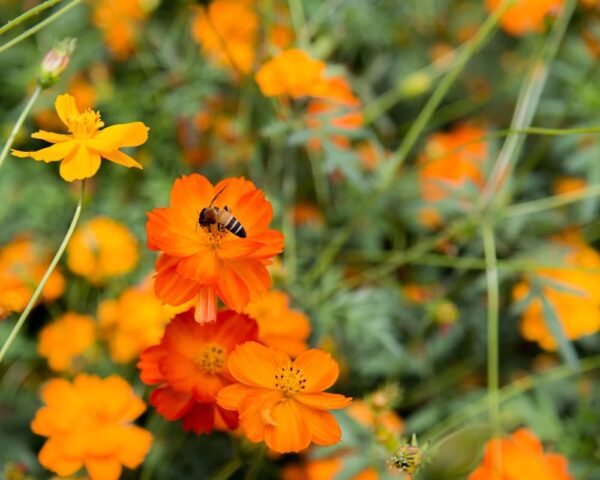 Bio Cosmea Oranje - Cosmos Sulphureu Zaden
