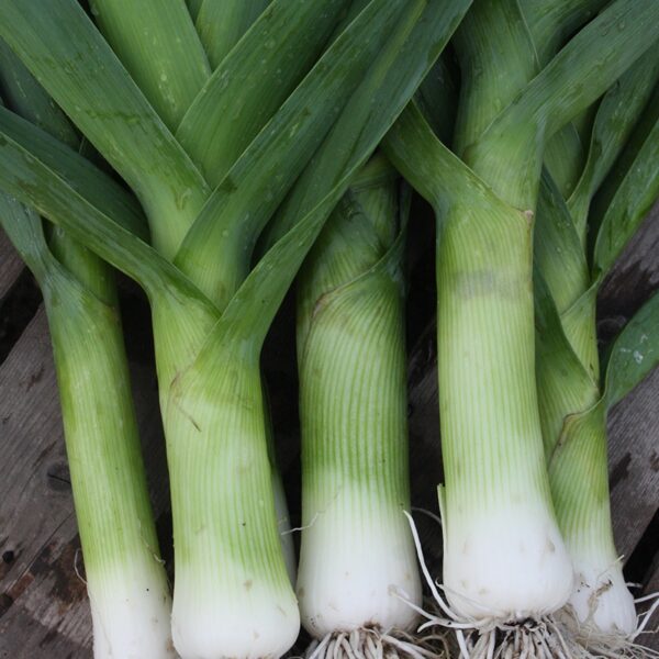 BIO Prei Herfstreuzen 2 - Allium porrum Zaden