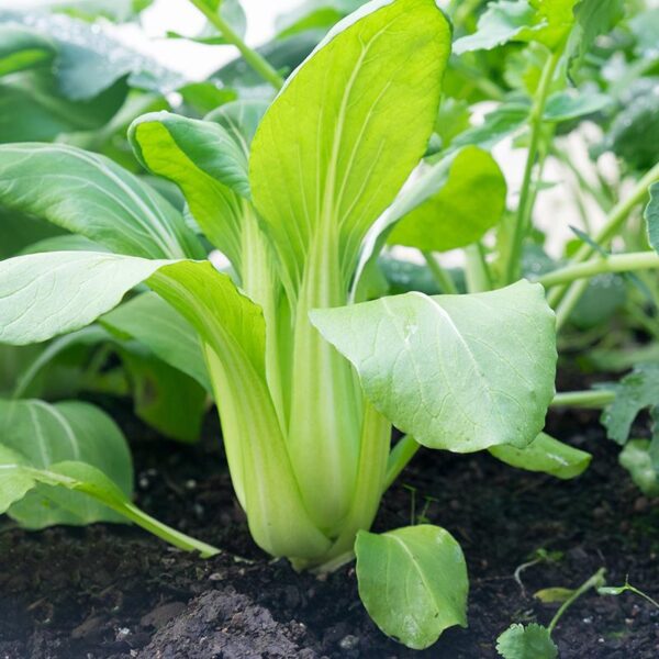 BIO Paksoi Taisai – Brassica rapa Zaden - Afbeelding 2