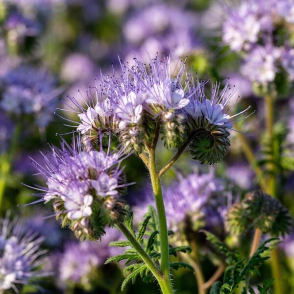 Biologische Phacelia - Phacelia tanacetifolia (Groenbemester) Zaden - Afbeelding 2