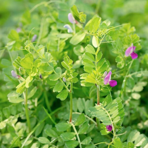 Biologische Zomerwikke - Vicia Sativa (Groenbemester) Zaden