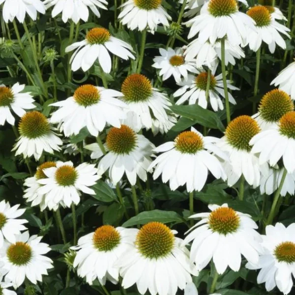 BIO Zonnehoed White Swan - Echinacea purpurea Zaden