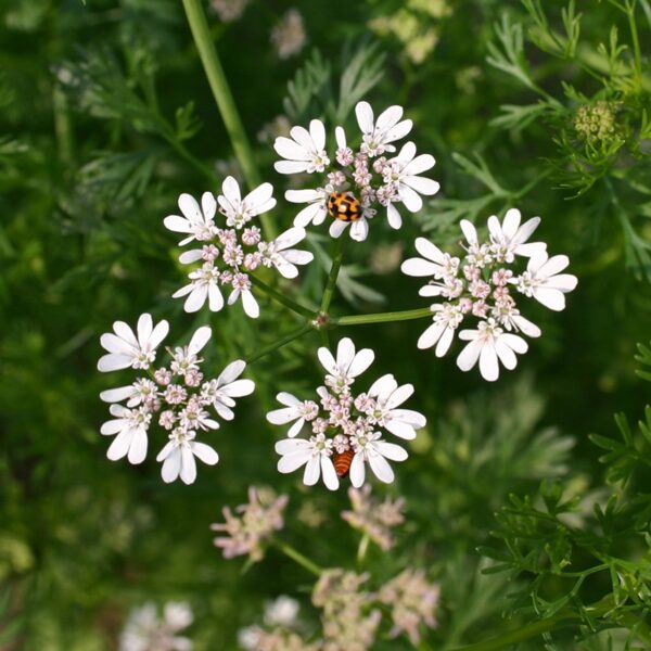 BIO Koriander – Coriandrum sativum Zaden - Afbeelding 2
