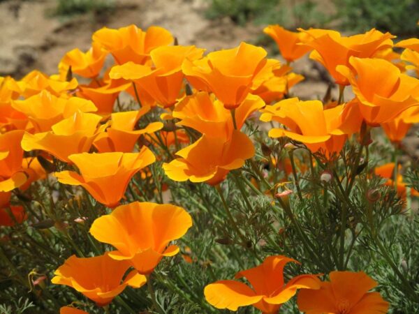 Bio slaapmutsje Oranje - Eschscholzia californica Zaden