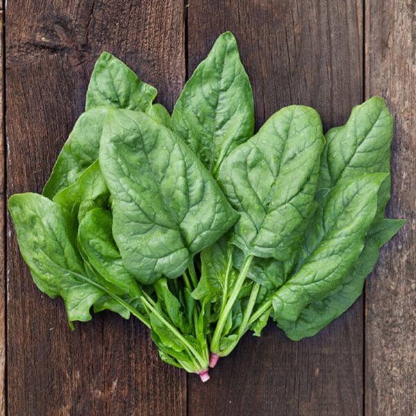 Bio Spinazie Winterreuzen - Spinacia oleracea Zaden - Afbeelding 2