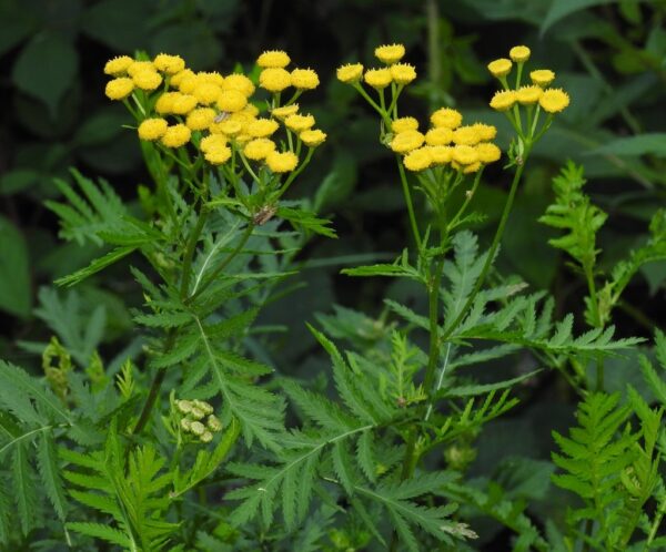 Boerenwormkruid - Tanacetum vulgare
