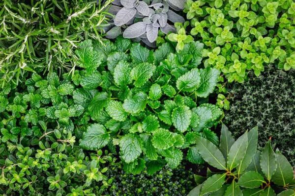 Verrassingspakket 6 kruiden planten