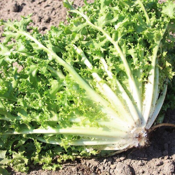 BIO Krulandijvie 'Wallonne' - Cichorium endivia Zaden