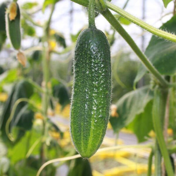 BIO Augurk 'Hokus' – Cucumis sativus Zaden