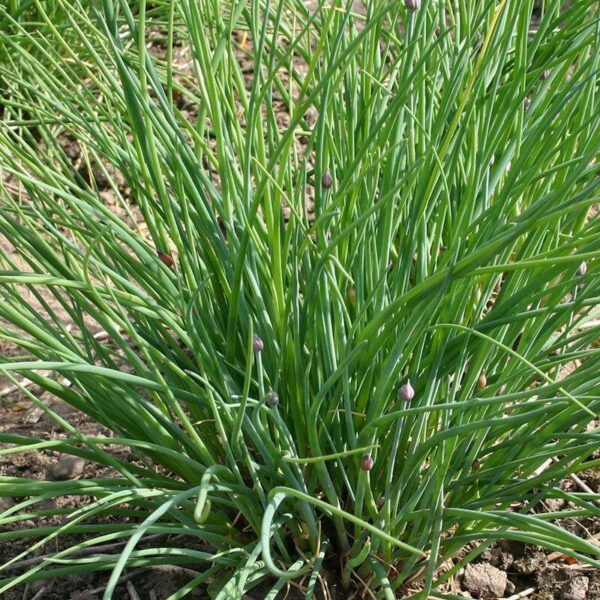 BIO Fijne bieslook – Allium schoenoprasum Zaden