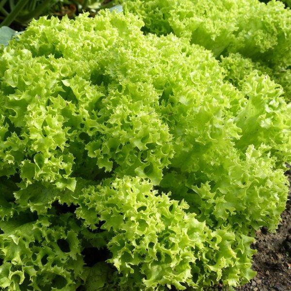BIO krulsla Lollo bionda - Lactuca sativa Zaden