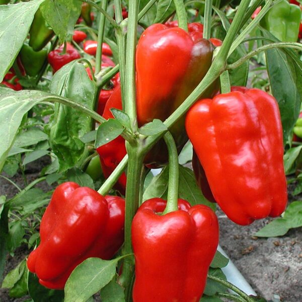 BIO Blokpaprika 'Jubilandska' - Capsicum annuum Zaden
