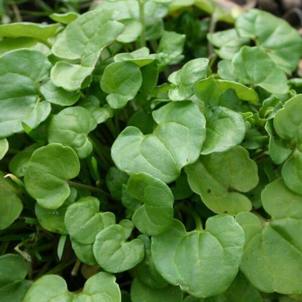 BIO Lepelblad – Cochlearia officinalis Zaden