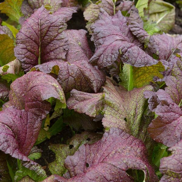 BIO Bladmosterd Red Giant - Brassica juncea Zaden