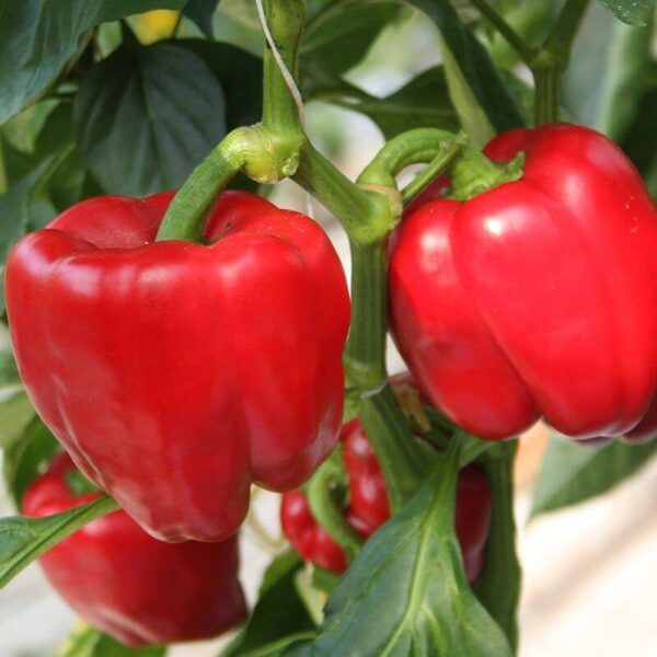 BIO Blokpaprika 'Olly F1' – Capsicum annuum Zaden
