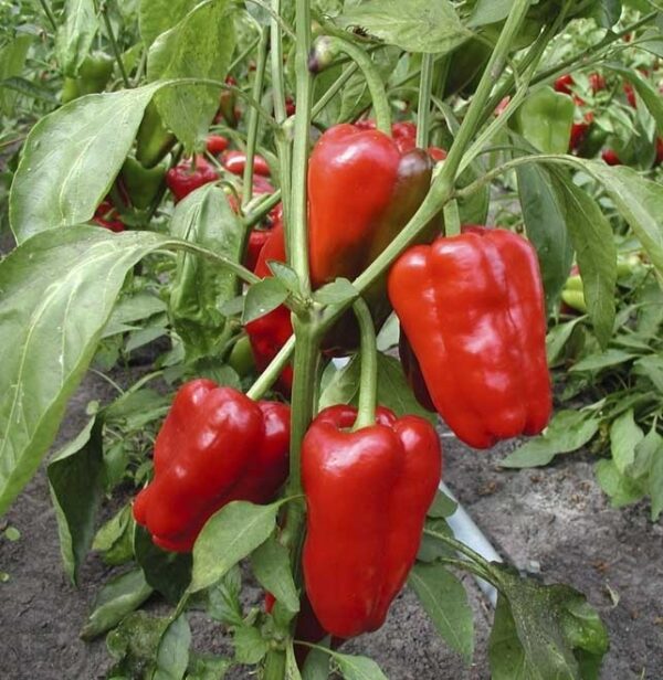 BIO Blokpaprika 'Jubilandska' - Capsicum annuum Zaden - Afbeelding 3