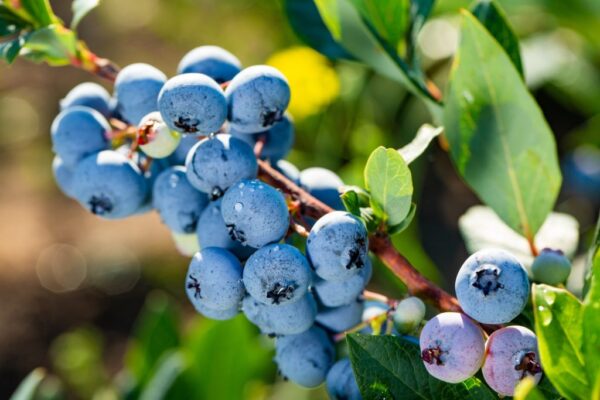 Blauwe bes - Bluegold