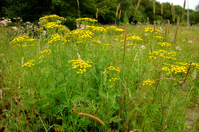 Inheems kruiden pakket