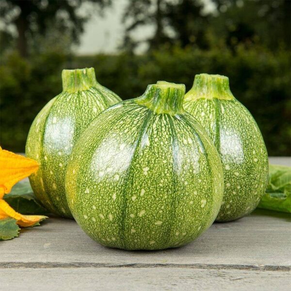 BIO Bolcourgette 'Ola Redonda' - Cucurbita pepo Zaden