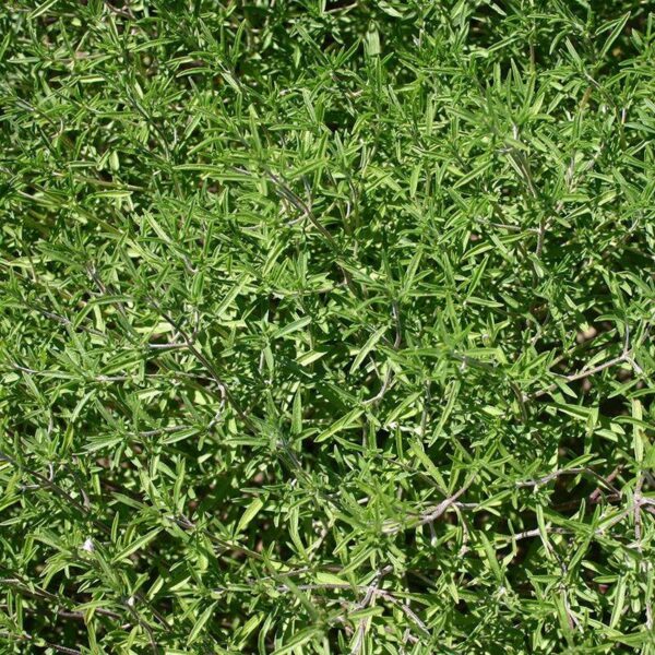 BIO Bonenkruid - Satureja hortensis Zaden