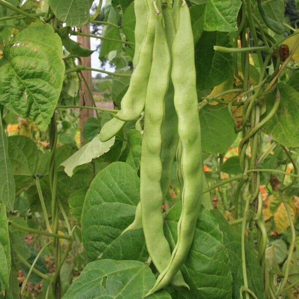 BIO Stoksnijboon 'Helda' – Phaseolus vulgaris Zaden