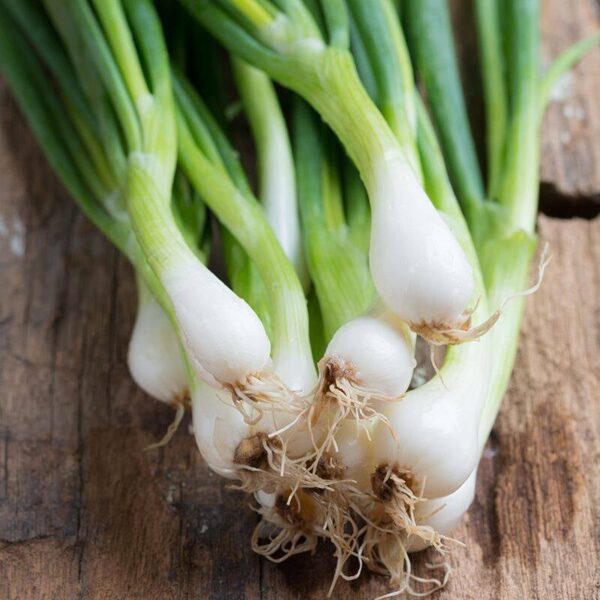 BIO Bosui White Lisbon - Allium cepa zaden