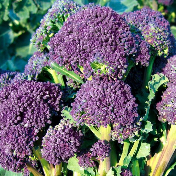 BIO Scheutjesbroccoli 'Santee F1' - Brassica oleracea Zaden