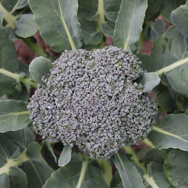 BIO Broccoli 'Groene Calabrese' - Brassica oleracea Zaden