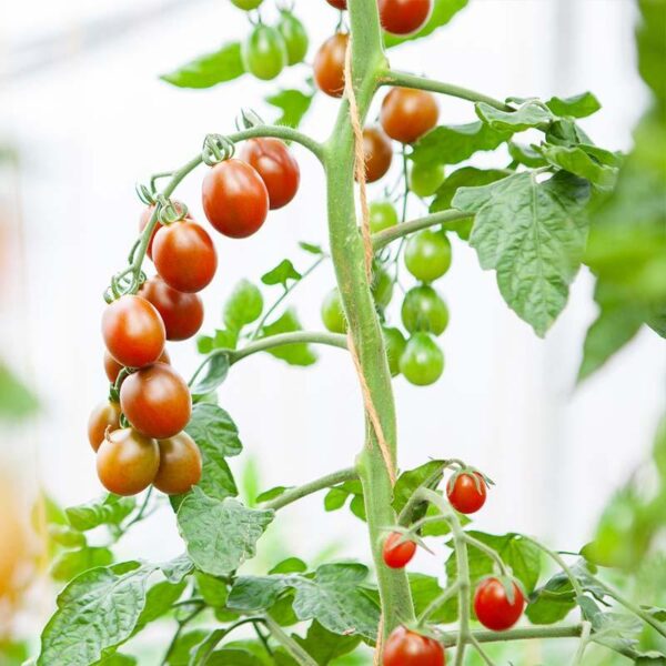 BIO Cherrytomaat Bronzy - Solanum lycopersicum Zaden - Afbeelding 2