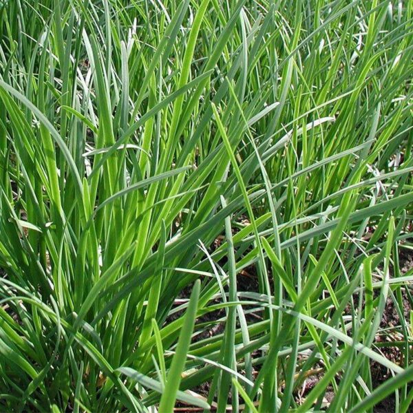 BIO Chinese bieslook – Allium tuberosum Zaden