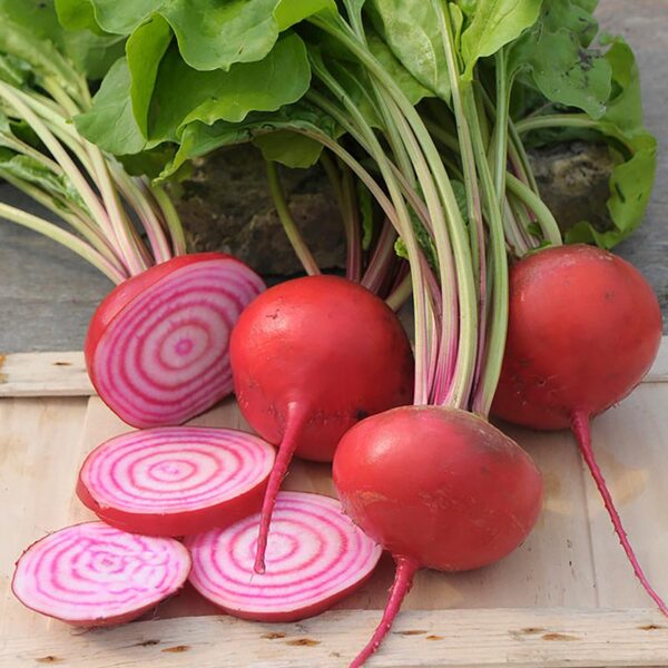 BIO Rode biet 'Chioggia' - Beta vulgaris Zaden