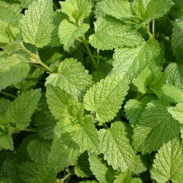 BIO Citroenmelisse - Melissa officinalis Zaden