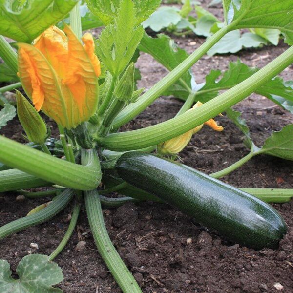 BIO Courgette 'Black Beauty' - Cucurbita pepo Zaden