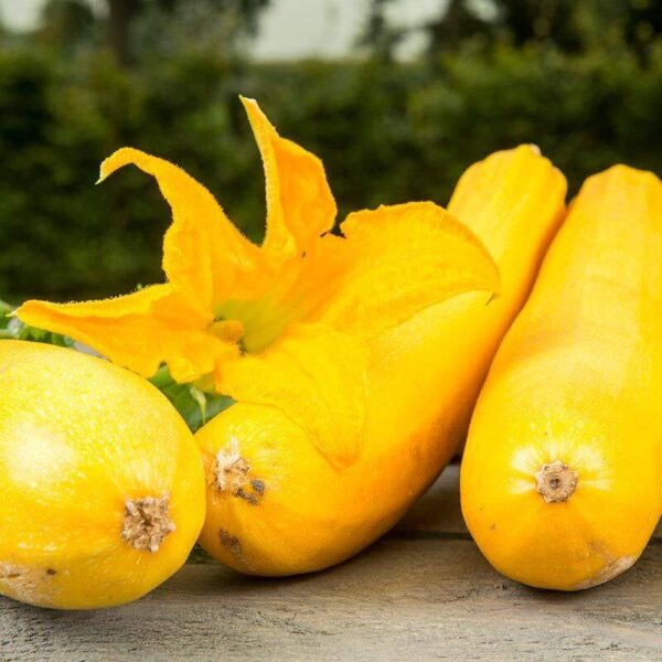 BIO Courgette 'Ola Gabriella F1' – Cucurbita pepo Zaden